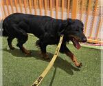 Small #1 Rottweiler Mix