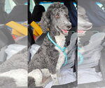 Amanda - Female Poodle (Standard) Dog for Adoption - Small photo