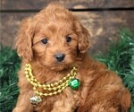 Small #2 Cavapoo
