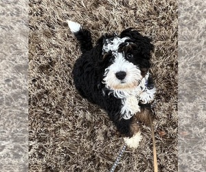 Bernedoodle Puppy for sale in JACKSON, TN, USA