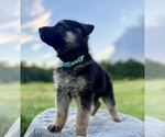 Small #13 German Shepherd Dog