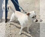 Small #1 Labrador Retriever Mix