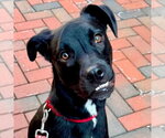 Small Photo #29 Labrador Retriever-Unknown Mix Puppy For Sale in Canton, CT, USA