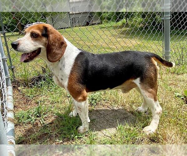 Medium Photo #14 Beagle Puppy For Sale in Boonton, NJ, USA