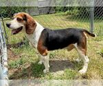 Small #13 Beagle