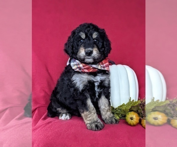 Medium Photo #1 Aussiedoodle Puppy For Sale in OXFORD, PA, USA