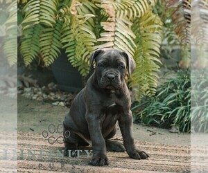 Cane Corso Puppy for sale in HONEY BROOK, PA, USA