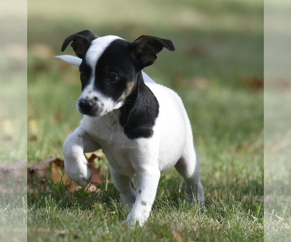 Medium Photo #5 Jackshund Puppy For Sale in Mechanicsburg, PA, USA