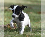 Small Photo #5 Jackshund Puppy For Sale in Mechanicsburg, PA, USA