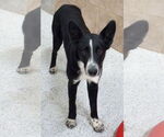 Small #7 Border Collie