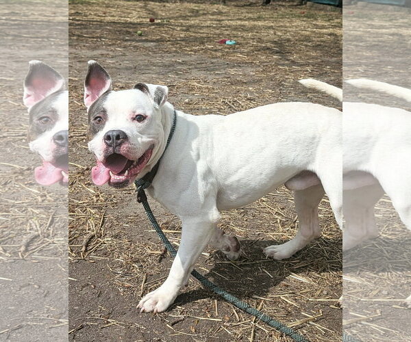 Medium Photo #3 Mutt Puppy For Sale in Crete, IL, USA