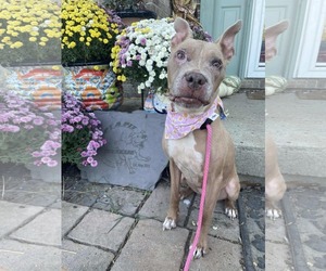 Baby Girl - Female American Pit Bull Terrier-Unknown Mix Dog for Adoption - Photo #7