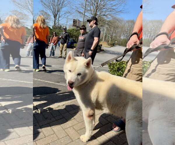 Medium Photo #3 Siberian Husky Puppy For Sale in Cumming, GA, USA