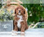 Small Photo #13 Poodle (Miniature) Puppy For Sale in WOLCOTTVILLE, IN, USA