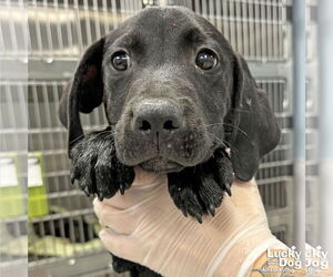 Labrador Retriever-Unknown Mix Dogs for adoption in Washington, DC, USA