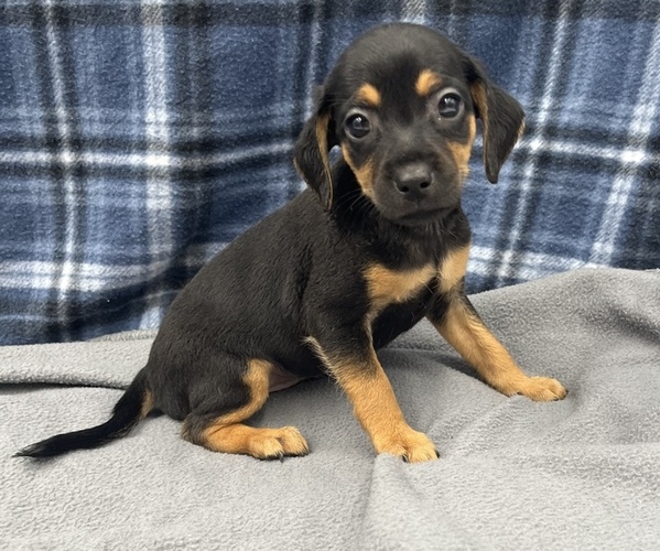 Medium Photo #3 Beagle-Chihuahua Mix Puppy For Sale in SAINT AUGUSTINE, FL, USA