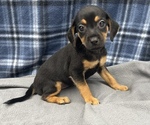 Small Photo #3 Beagle-Chihuahua Mix Puppy For Sale in SAINT AUGUSTINE, FL, USA