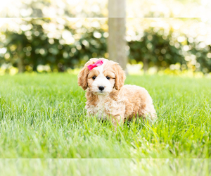 Cock-A-Poo-Poodle (Miniature) Mix Puppy for sale in SHIPSHEWANA, IN, USA