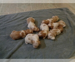 Small Photo #11 Brittany Puppy For Sale in CULPEPER, VA, USA