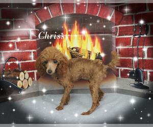 Poodle (Toy) Puppy for sale in CHANUTE, KS, USA