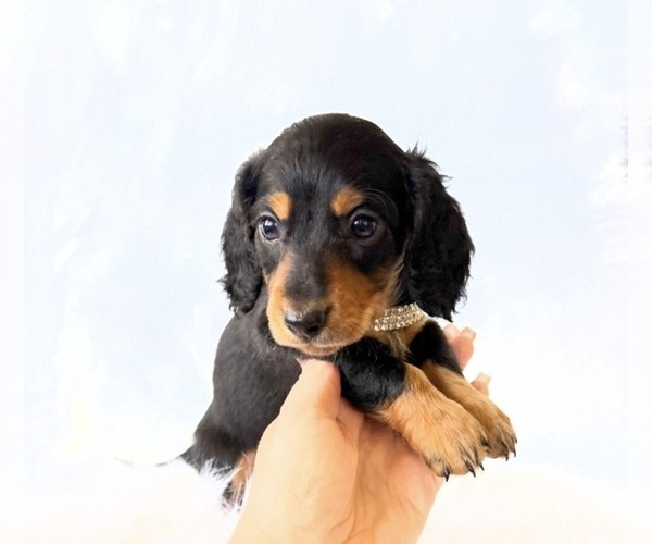 Medium Photo #4 Dachshund Puppy For Sale in DAVIS, CA, USA