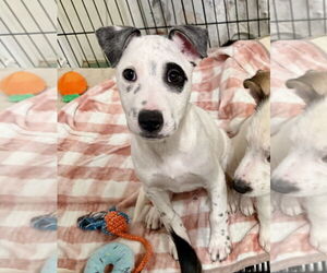 Mutt Dogs for adoption in GILBERTS, IL, USA