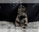 Small #4 Maltipoo