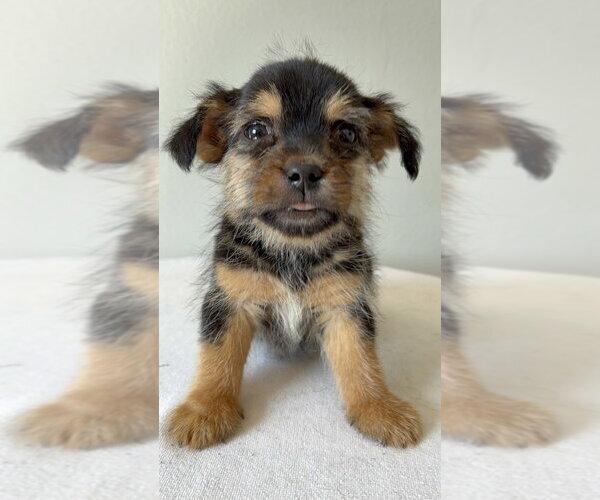 Medium Photo #4 Chihuahua-Unknown Mix Puppy For Sale in Studio City, CA, USA