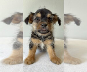 Tumbleweed #5798 - Male Chihuahua-Unknown Mix Dog for Adoption - Photo #4