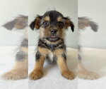 Small Photo #4 Chihuahua-Unknown Mix Puppy For Sale in Studio City, CA, USA