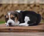 Small Photo #6 Beagle Puppy For Sale in BERNVILLE, PA, USA