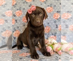 Labrador Retriever Puppy for sale in BRIDGETON, PA, USA