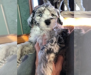 Sheepadoodle Puppy for Sale in FABIUS, New York USA
