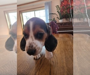 Beagle Puppy for sale in LAKE STATION, IN, USA