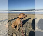 Small #3 American Pit Bull Terrier-Labrador Retriever Mix