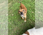 Small #4 Mutt