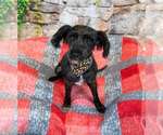 Small #1 Poodle (Miniature) Mix