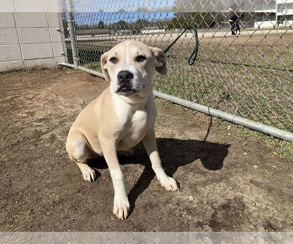 Medium Photo #1 Mutt Puppy For Sale in Rockaway, NJ, USA