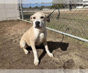 Mutt Dogs for adoption in Rockaway, NJ, USA