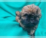 Puppy Green collar Shih Tzu