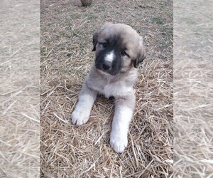 Akita-Great Pyrenees Mix Puppy for sale in NASH, OK, USA