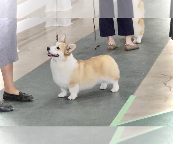 Medium Photo #1 Pembroke Welsh Corgi Puppy For Sale in WOODLAND, WA, USA