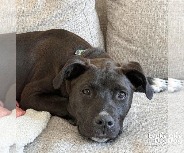 Medium Photo #6 Labrador Retriever-Retriever  Mix Puppy For Sale in Washington, DC, USA