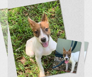 Mutt Dogs for adoption in Naples, FL, USA