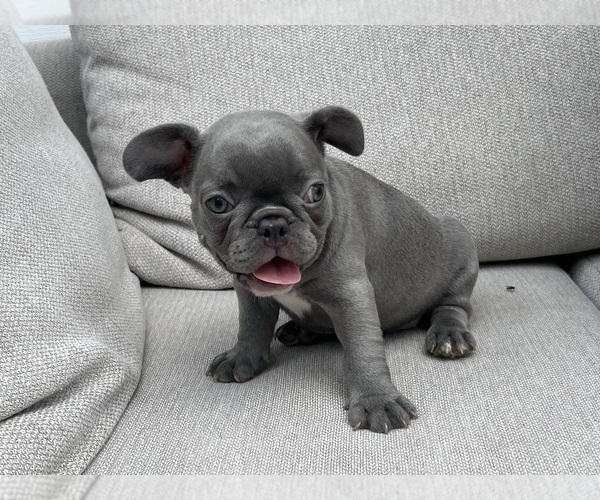 Medium Photo #3 French Bulldog Puppy For Sale in BROOKLYN, NY, USA