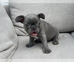 Small #2 French Bulldog