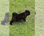 Small #4 Akita