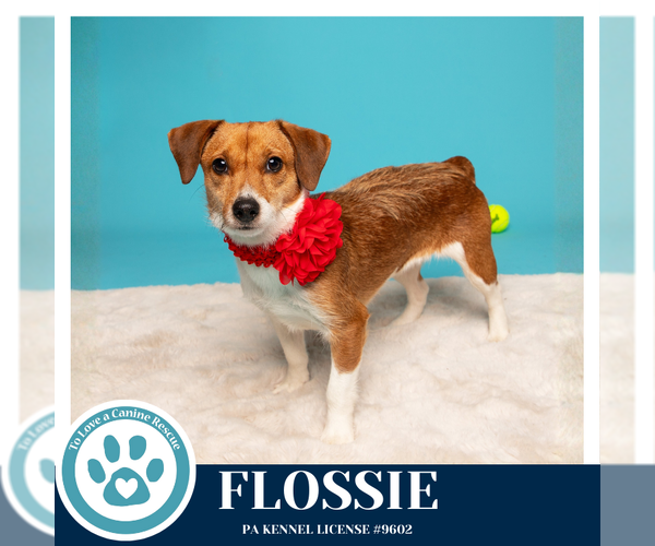 Medium Photo #4 Mutt Puppy For Sale in Kimberton, PA, USA