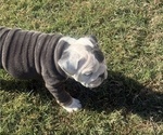 Small #16 Bulldog