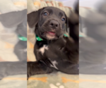 Small #2 Mutt